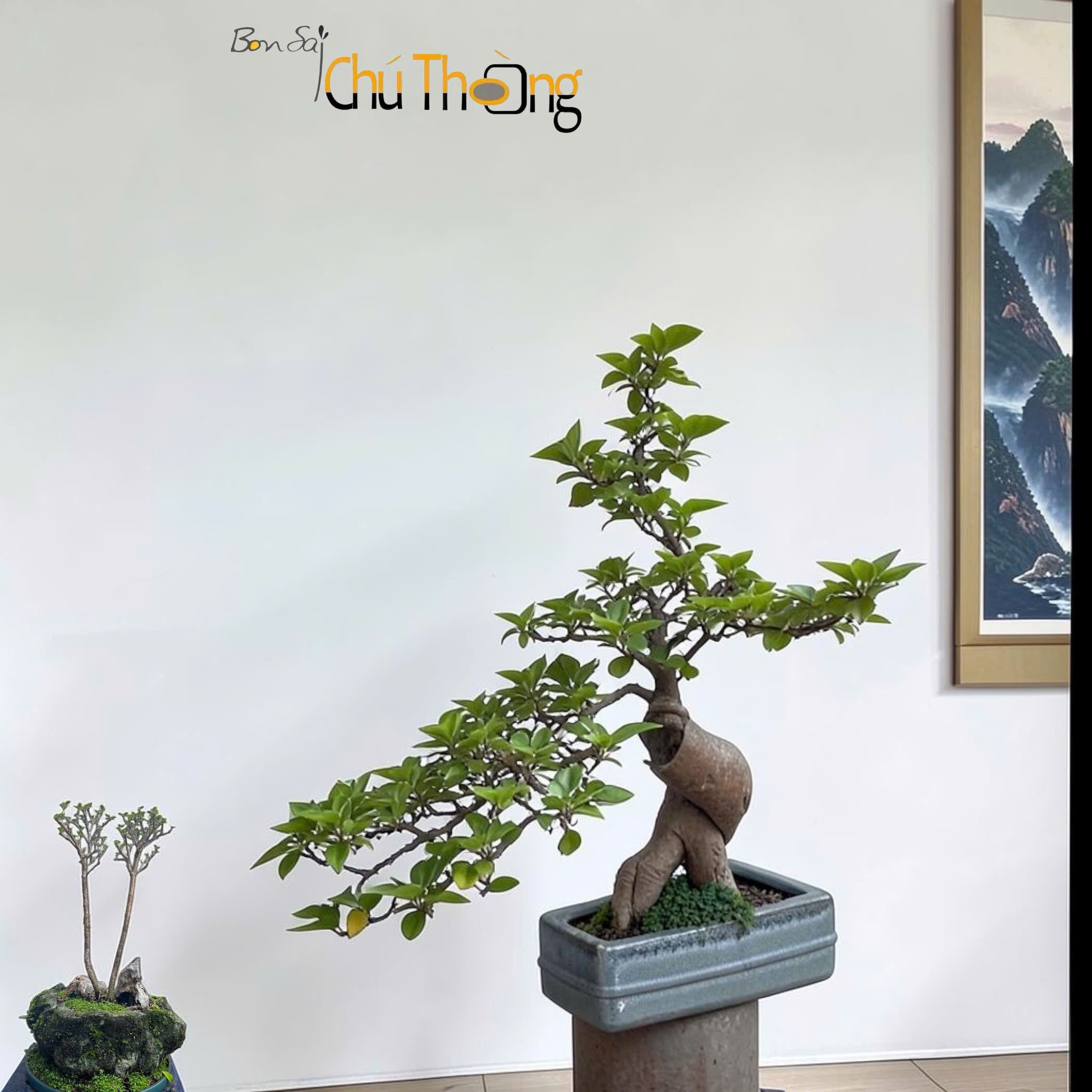 HỘ KINH DOANH BONSAI CHÚ THOÒNG