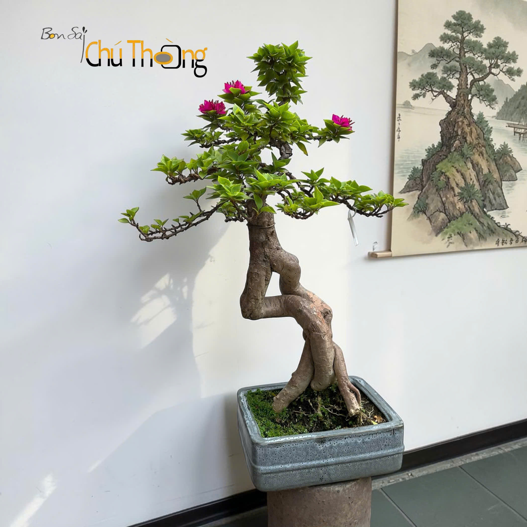 HỘ KINH DOANH BONSAI CHÚ THOÒNG